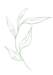 Line art tropical plant. Green leaves