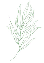 Line art tropical plant. Green palm leaf