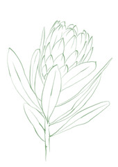 Line art tropical plant. Protea flower