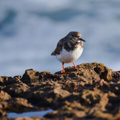 Full body view of small dark brown and white plumage turnstone on a rock