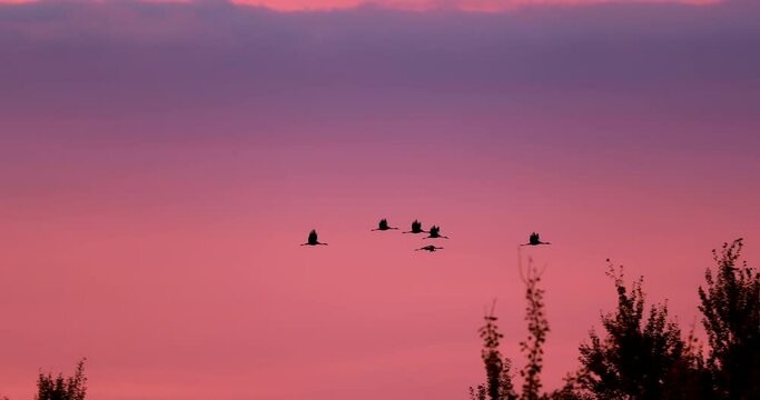 Birds Migration. Flock Of Common Cranes Or Eurasian Cranes Fly In Sunny Sunset Sunrise Sky. Common Crane Or Grus Grus. Nesting Cranes, Nest. Europe. Yellow orange pink violet purple Colors, Dark Birds
