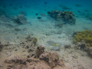 Halichoeres hortulanus in the expanses of the coral reef of the Red Sea