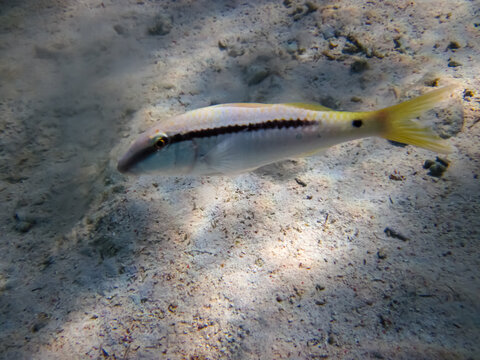 Halichoeres hortulanus in the expanses of the coral reef of the Red Sea