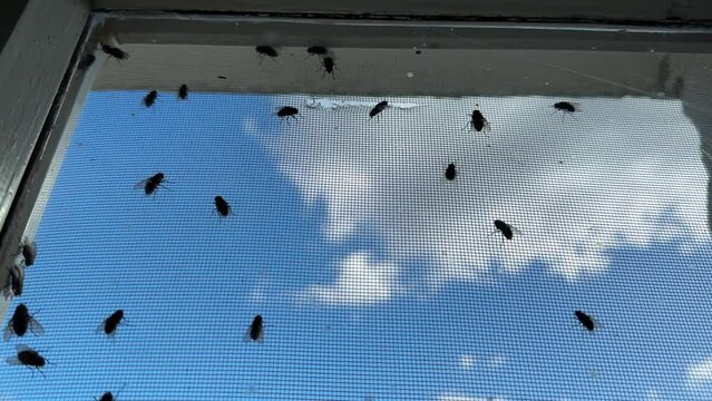 Flies on the window screen