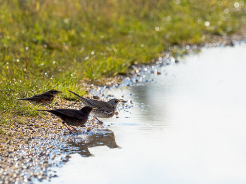 Song Trush Turdus philomelos on the forest puddle