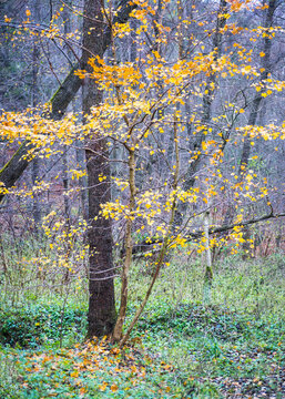 yellow leaves on the trees