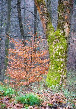autumn colours in the forest