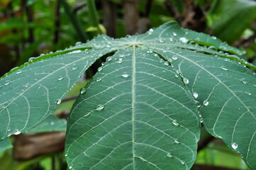 Close-up raindrops on leaves selective focus