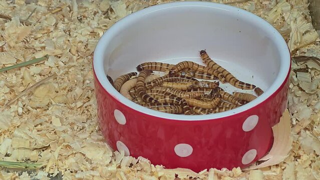 live moving worms, a whole bunch in a red plate with white polka dots