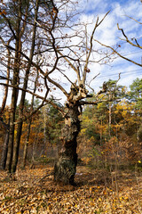 Fototapeta premium Old tree in the autumn forest