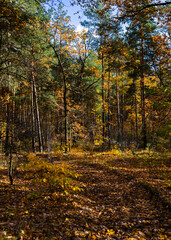 Autumn forest on a sunny day, near Warsaw, Poland