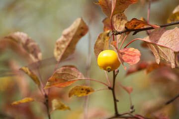 Crab apple on autumn day surrounded by vibrant leaves