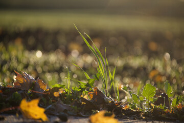 Close up of grass and leaves with dew drops