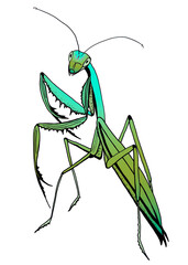 An image of green mantis stands with its bent forelegs raised for a zoo or nature reserve. An insect for World Wildlife Day. A graphic illustration in emerald-grass gradient for a pet store or shelter