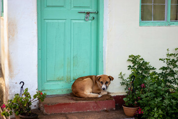 dog lying on red brick doorstep