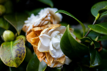 white flower with yellow center in dark background