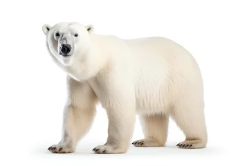 Foto op Plexiglas a polar bear standing on a white background © Galina