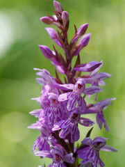 Fuch´s Knabenkraut, Fuch´s Fingerknabenkraut, Fuch´s Fingerwurz, Dactylorhiza fuchsii