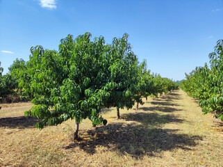 peach orchard with green trees in sunlight 