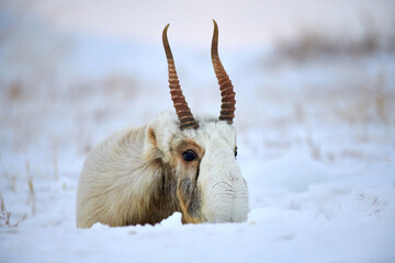Saiga antelope male. Saiga antelope close-up. The saiga antelope (Saiga tatarica) is a large...