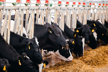 Concept banner livestock agriculture industry of cattle. Portrait Holstein Cows eat hay in modern...