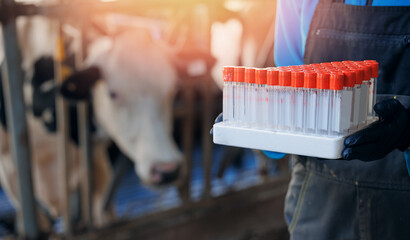 Vet doctor of livestock cattle. Professional veterinarian of ranch hold test tube for examining...