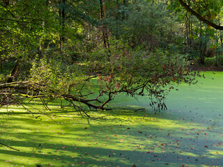 Herbstwald und Tännigsee im Tännig, einem Waldgebiet zwischen Grafenrheinfeld und Schwebheim, Landkreis Schweinfurt, Unterfranken, Franken, Bayern, Deutschland