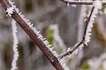 Branch with long ice crystals in winter