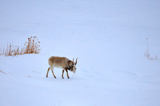 Saiga antelope grazing in the steppe. Saiga antelope or Saiga tatarica. The saiga antelope is a large herbivore of Central Asia, found in Kazakhstan, Mongolia, the Russian Federation.
