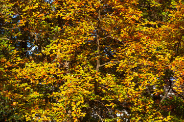 Bunt verf&auml;rbtes Herbstlaub an an einer Buche , Deutschland