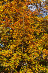 Bunt verfärbtes Herbstlaub an an einer Buche , Deutschland