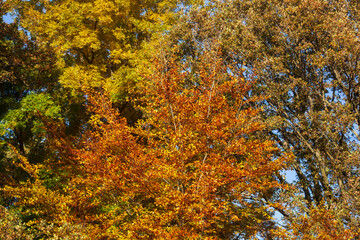 Bunt verfärbtes Herbstlaub an an einer Buche , Deutschland