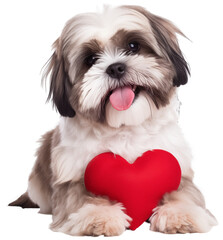 A Shih Tzu dog lying behind a Valentines heart isolated on a white background