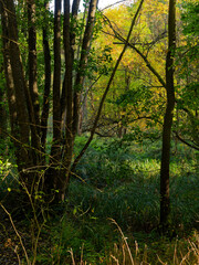 Obraz premium Herbstwald und Senftenhofsee im Kapitelwald, einem Waldgebiet zwischen Grafenrheinfeld und Schwebheim, Landkreis Schweinfurt, Unterfranken, Franken, Bayern, Deutschland