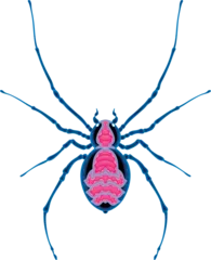 Poster Im Rahmen Spider top view, vector isolated animal. © ddraw