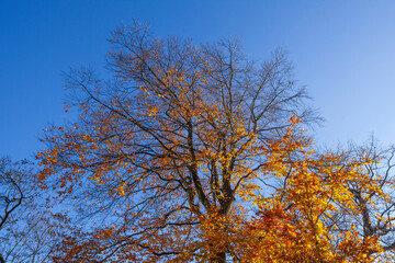 Fototapeta premium Bunt verfärbtes Herbstlaub an an einer Buche , Deutschland