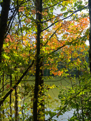 Fototapeta premium Herbstwald und Senftenhofsee im Kapitelwald, einem Waldgebiet zwischen Grafenrheinfeld und Schwebheim, Landkreis Schweinfurt, Unterfranken, Franken, Bayern, Deutschland
