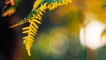 Macro de feuilles de fougère, aux teintes de l'automne, pendant le crépuscule