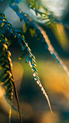 Macro de feuilles de fougère, aux teintes de l'automne, pendant le crépuscule