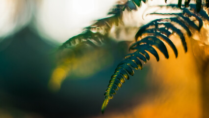 Macro de feuilles de fougère, aux teintes de l'automne, pendant le crépuscule