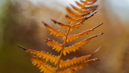 Macro de feuilles de fougère, aux teintes de l'automne, pendant le crépuscule