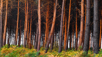 Rangées de pins landais, illuminés par la lumière du crépuscule