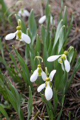 Snowdrops close up in a garden