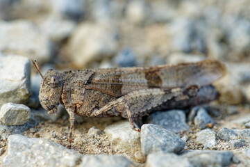 Blauflüglige Ödlandschrecke,  Oedipoda caerulescens