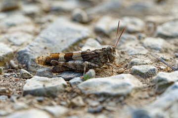 Blauflüglige Ödlandschrecke,  Oedipoda caerulescens