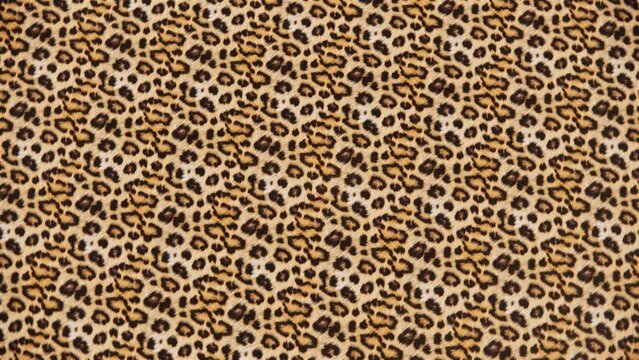 Detail skin of leopard.