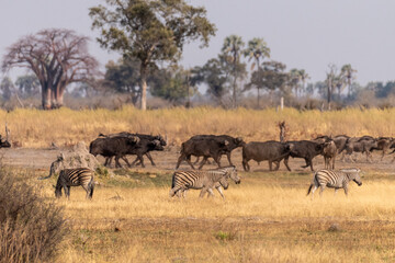 Telephoto shot of a herd of blue wildebeest - Connochaetes taurinus- and Burchell's Plains zebra...