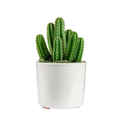 Cercles muraux Cactus Cactus on Pot