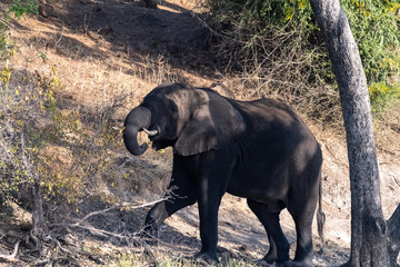 Obraz premium Telephoto shot of an African Elephant feeding itself on the banks of the Chobe River. Chobe National Park, Botswana.