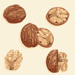 Set of vector icons of walnuts in shell and without it. Realistic vector image of a nut. Food icons.